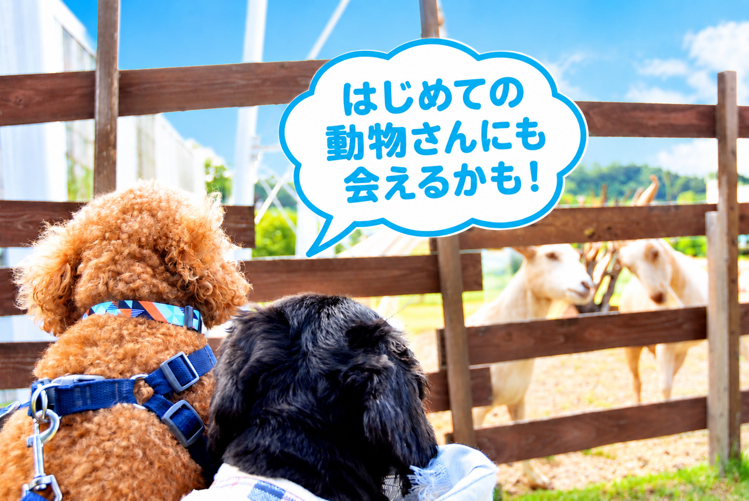 わんちゃんが初めての動物と出会う様子