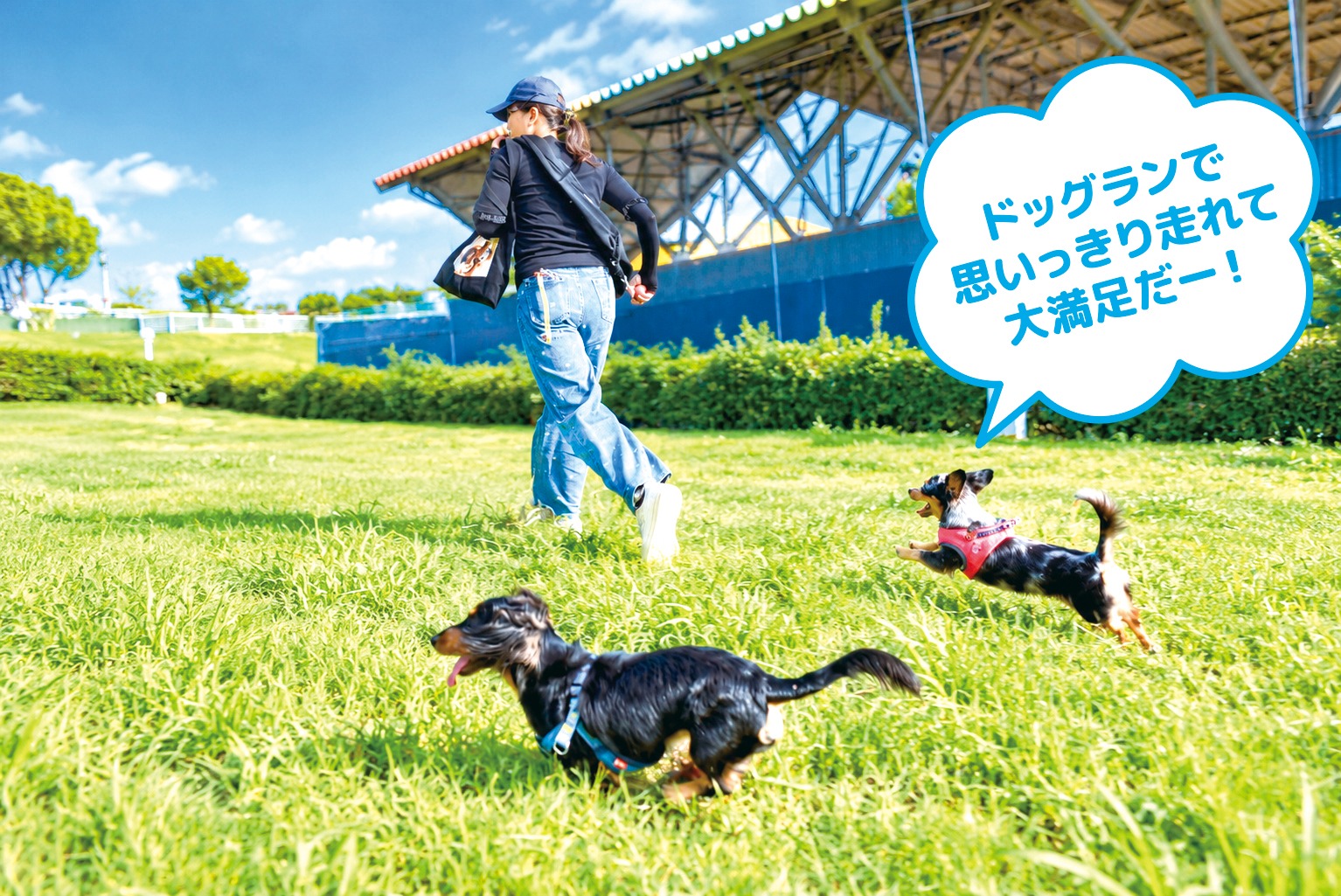 ドッグランを走るわんちゃん